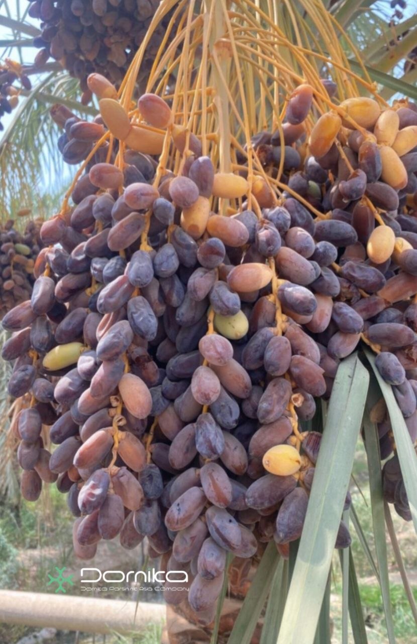 Dates